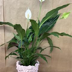 Peace Lily and Pot