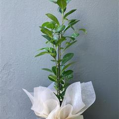 Ficus Plant