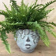 Stunning Face Pot with Fern Plant