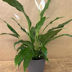 PEACE LILY PLANT